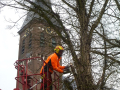 Bomen snoeien, inclusief 'moeilijke boom'